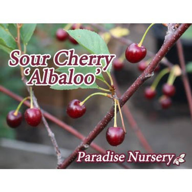 Sour Cherry Tree - Albaloo